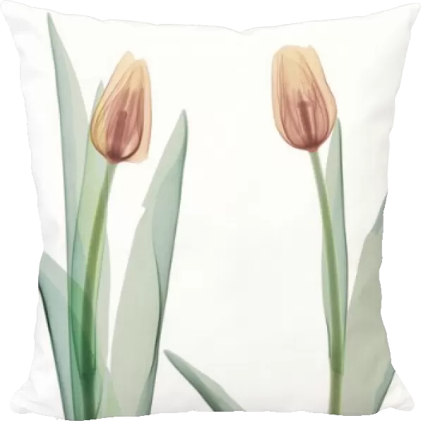 Two orange tulips, X-ray