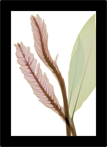Magenta and green leaves, X-ray