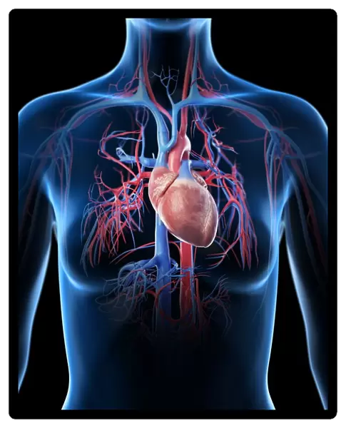 Female vascular system, illustration