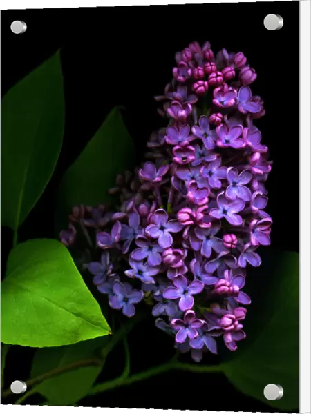 Purple lilacs