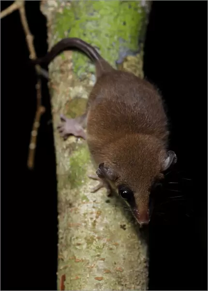 Mexican mouse opossum (Marmosa mexicana)