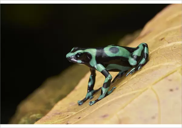 Green-and-black Poison Frog