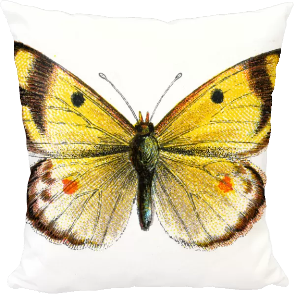 Pale clouded yellow, Colias hyale, Butterfly, Insects, Wildlife art