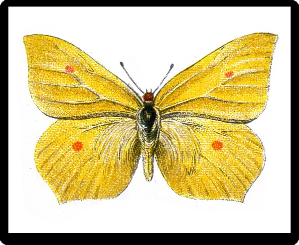 Common brimstone, Gonepteryx rhamni, Butterfly, Insects, Wildlife art