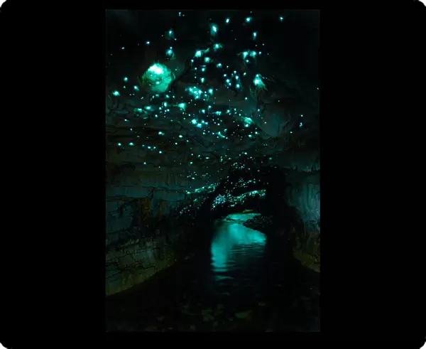 Famous glowworm cave, Waitomo, New Zealand