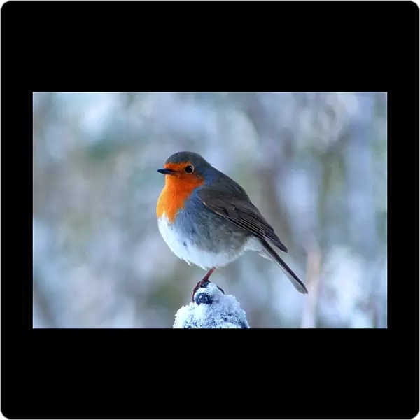 Red Breast