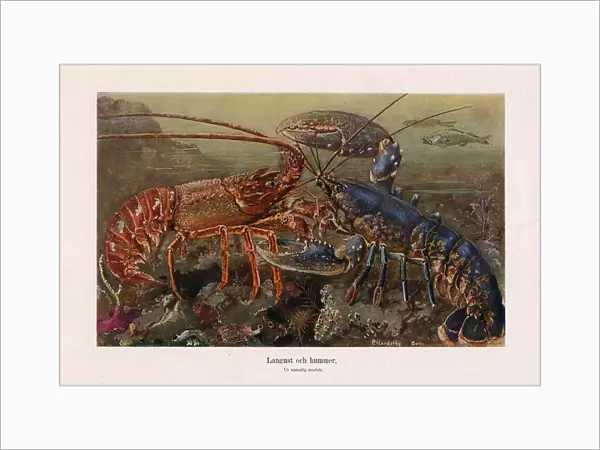 Old chromolithograph illustration (color lithography) early 20th century
