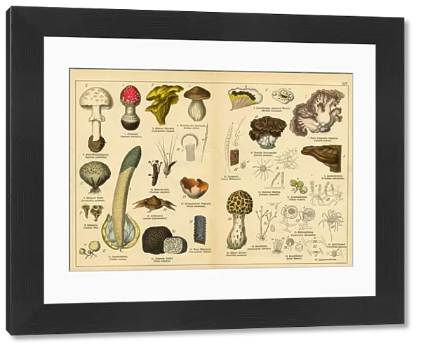 A sheet of very rare watercolor lithography of the early 20th century depicting mushrooms