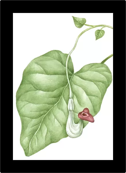 Illustration of Aristolochia durior (Dutchmans Pipe), purple flower and green leaf