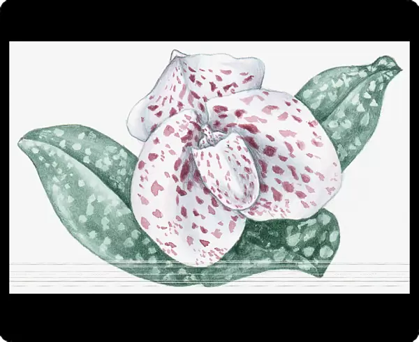 Illustration of Paphiopediulum bellatulum (Ladys Slipper) orchid with pink spotted white flower and white spotted green leaves