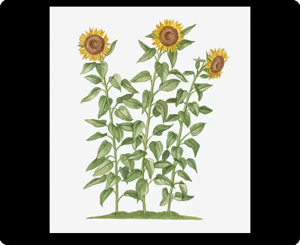 Illustration of Helianthus annuus (Sunflower) bearing large yellow flowers on long stems