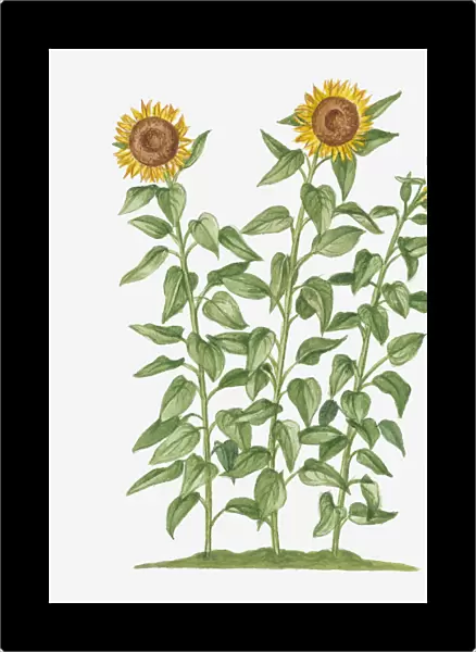 Illustration of Helianthus annuus (Sunflower) bearing large yellow flowers on long stems