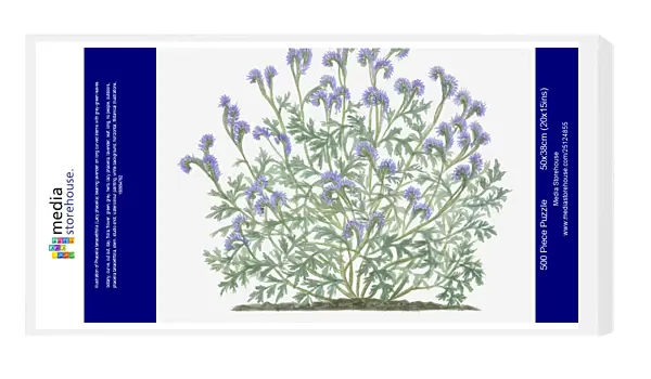 Illustration of Phacelia tanacetifolia (Lacy phacelia) bearing lavender on long curved stems with grey-green leaves