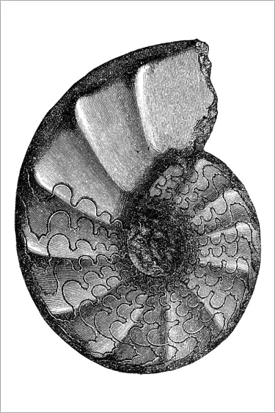 Ceratites is an extinct genus of ammonite cephalopods