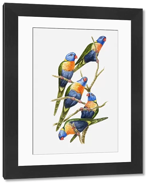Illustration of a flock of Rainbow lorikeets (Trichoglossus haematodus) perching on tree branches