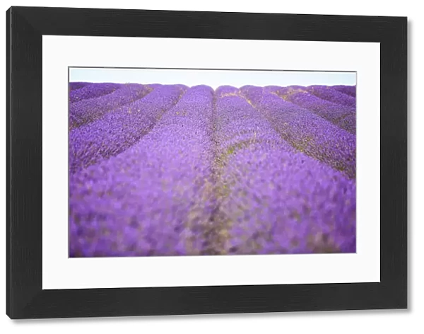 Purple lavender field, Hertfordshire