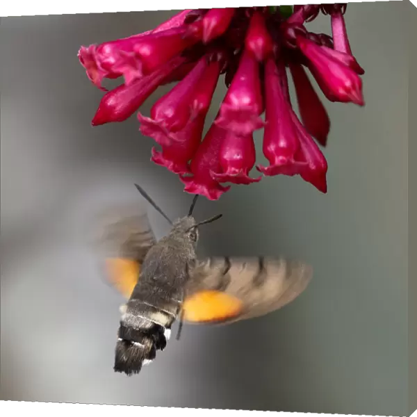 Hummingbird Hawk-moth at at the blossoms of Early jessamine