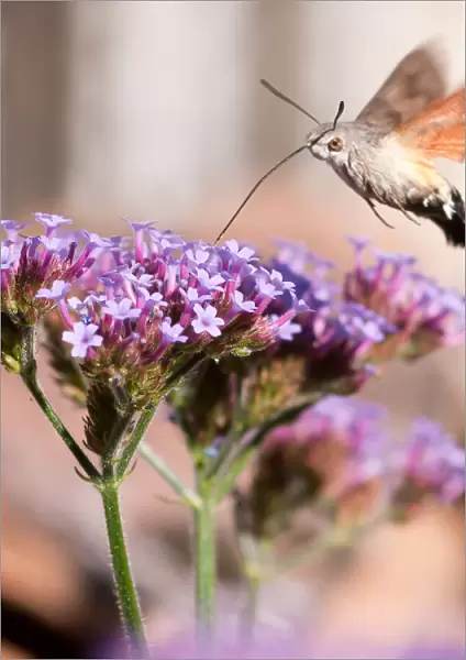 Hummingbird Hawk Moth feeding on Verbena flowers