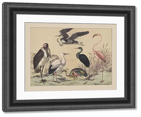 Wading birds and Flamingoes, hand-colored chromolithograph, published in 1882
