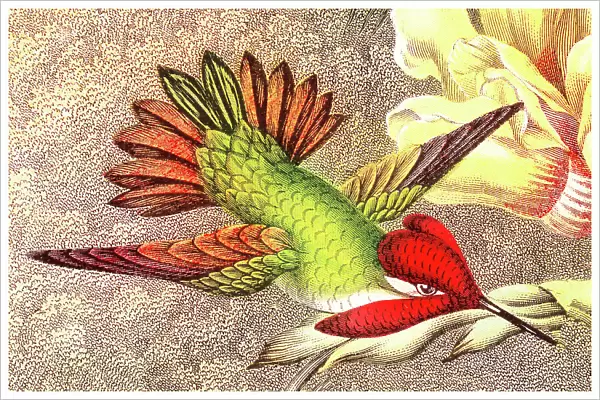 Old chromolithograph illustration of Anna's Hummingbird (Selasphorus floresii)
