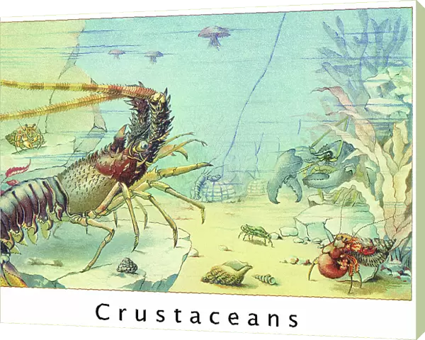 Old chromolithograph illustration of Crustaceans