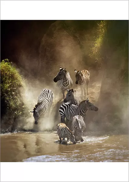 Zebra Migration Crossing the Mara River