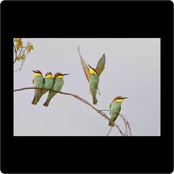 European Bee-eater (Merops apiaster) Young birds sitting on a branch, with light background, Lake Neusiedl National Park, Seewinkel, Northern Burgenland, Burgenland, Austria