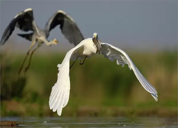 A Great Egret (Ardea alba), taking off with a fish in its beak, is followed by a Grey Heron (Ardea cinerea), Kiskunsag National Park, Southeastern Hungary, Hungary
