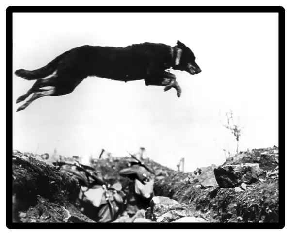 Dog leaping a trench in the battlefields of World War I. The message carrier, holding