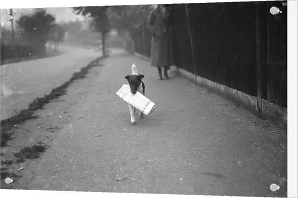 Mrs Carrs terrier carrying The Times newspaper. 1 November 1936