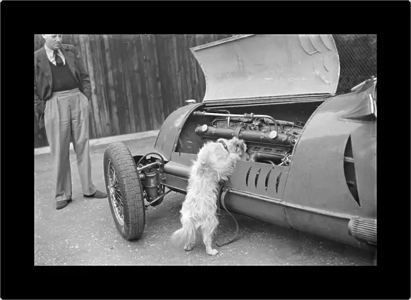 A dog checks the engine of a racing car. 1939