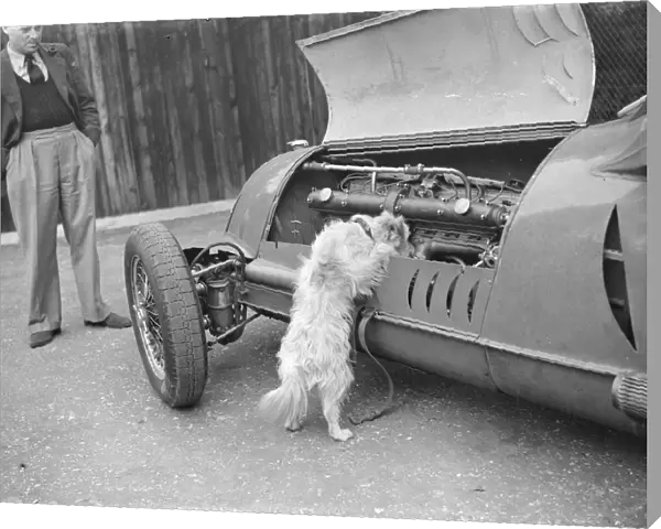 A dog checks the engine of a racing car. 1939