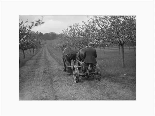 Orchard grass cutting. 1935