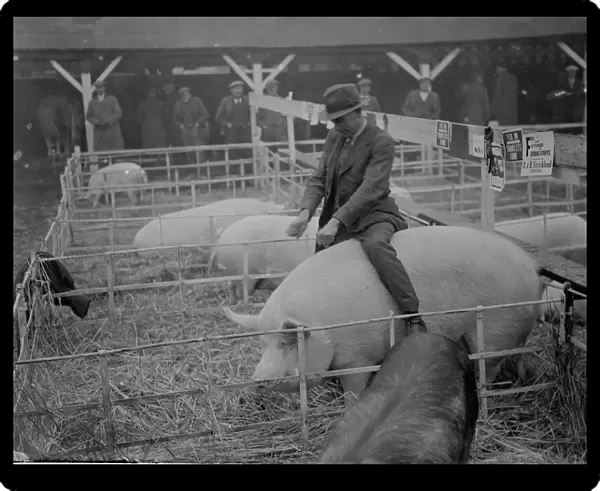A farmer rides his pig at the Dartford fat stock show. 1937