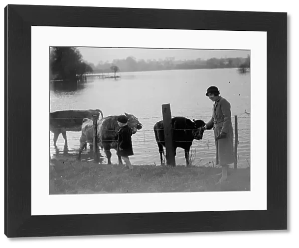 Stranded cattle retreat to the higher grounds to avoid the flooded fields in the