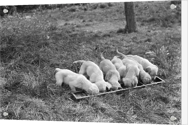 Puppies eating out of a trough at the South Darenth Kennels in Kent