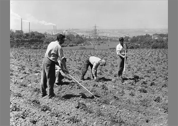 A team of four workers on Western Cross Farm, near Greenhithe, Kent, are pictured hoeing