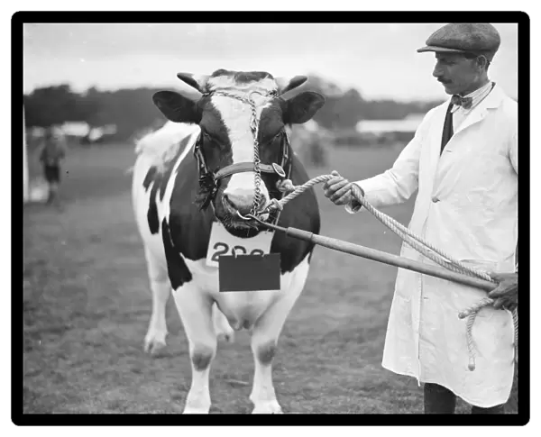 Hertfordshire Show at Hatfield Park 1st Prize and Champion British Holstein-Friesian