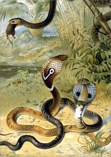 Snakes Cobras and a rat-snake. Chromolithograph by Smit, from the 1896 edition
