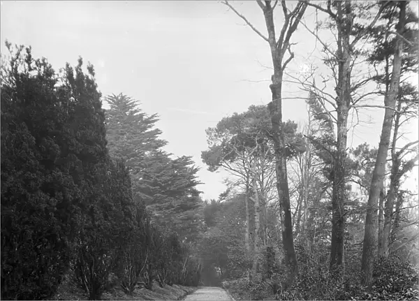 The Yew Walk at Goonvrea House, Perranarworthal, Cornwall. December 1924