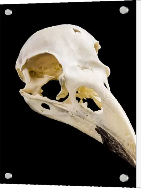 Common Raven (Corvus corax) Skull, Probably Cornwall, England