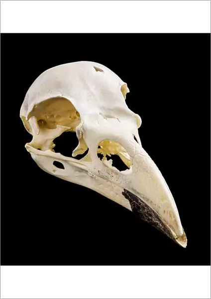 Common Raven (Corvus corax) Skull, Probably Cornwall, England