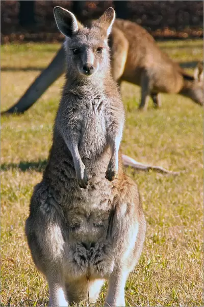 Australia-Animals-Kangaroo-Feature