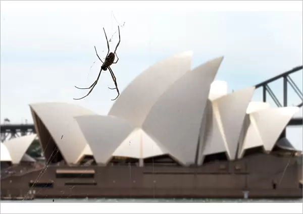 Australia-Animal-Spider