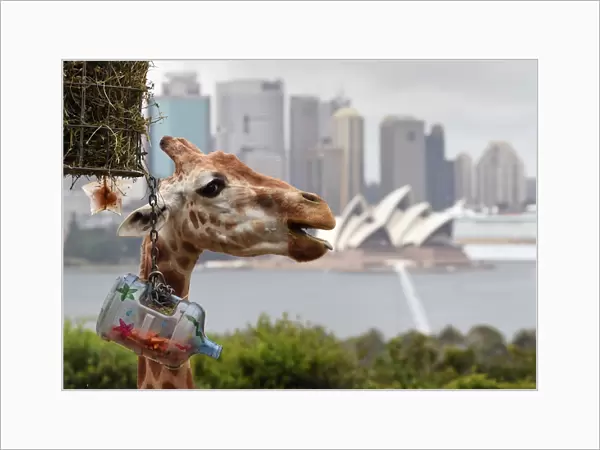 Australia-Animal-Tamarin