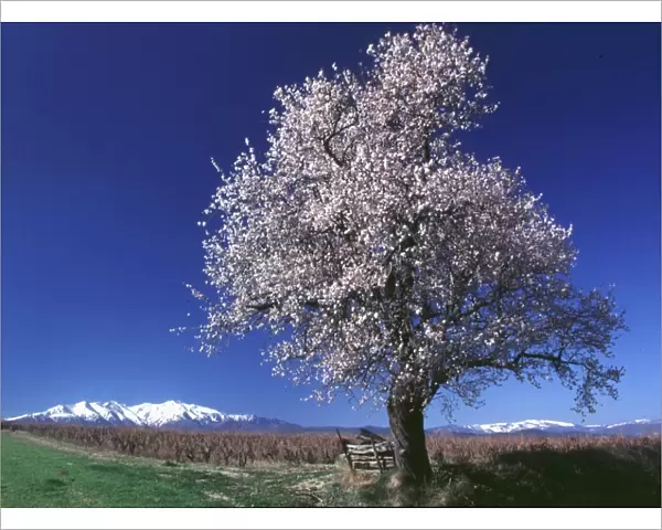 Spring-Tree Blossoms - Printemps-Arbre En Fleurs