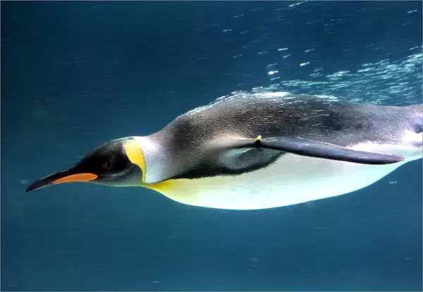 Australia-Animal-Penguin