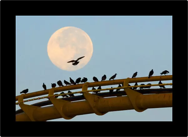 Us-California-Full Moon-Birds