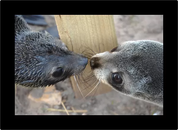 New Zealand-Wildlife-Seals