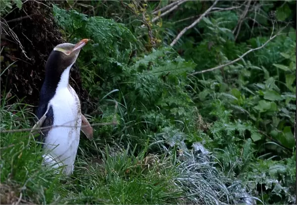 New Zealand-Feature-Animal-Penguin